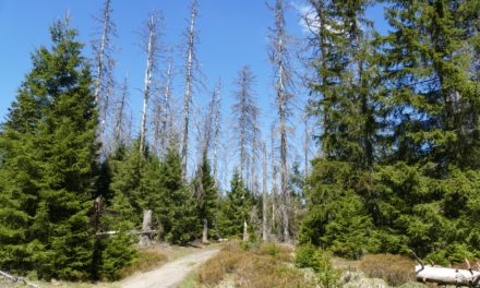 Klimastress lässt Bäume auch im Hofheimer Wald absterben
