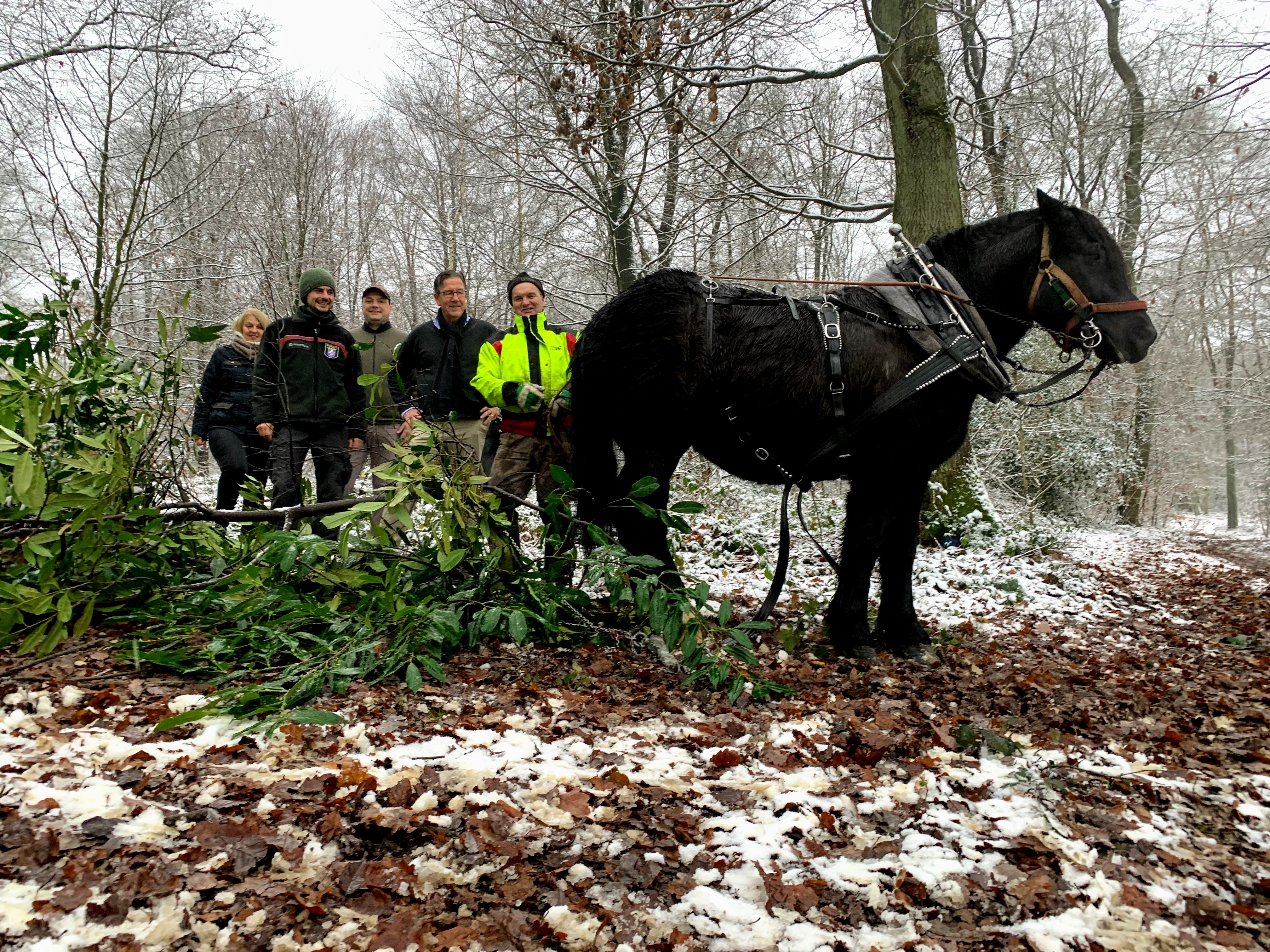 Invasive Arten: Mit Rckepferden gegen Kirschlorbeer am Waldrand - Journal  Lokal