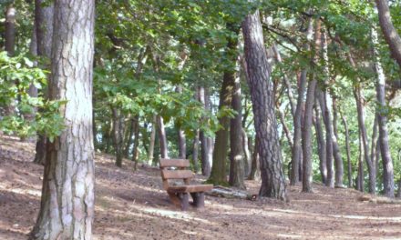 Bürgerstiftung Hofheim: Startschuss für Baumpflanzaktion im Herbst