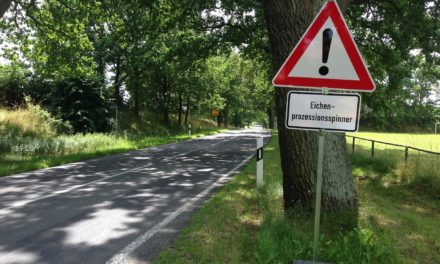 Prophylaktische Bekämpfung des Eichenprozessionsspinners in Hochheim