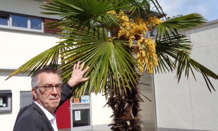 Palmen vor dem Parkbad blühen