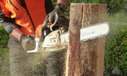 Horlachgraben: Baumpflegemaßnahmen nach Baumkontrollen erforderlich
