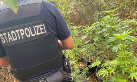 Stadtpolizei entdeckt Cannabisplantage