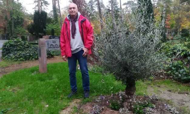Olivenbäume verschönern Waldfriedhof