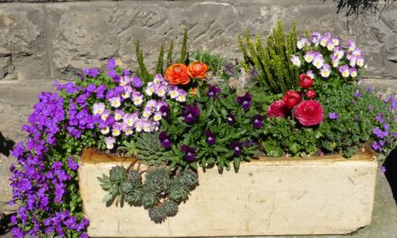 Blumenkübelpaten in Alt-Kostheim erhalten Zuschuss des Ortsbeirates