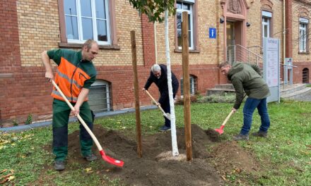 Bürgermeister pflanzt neuen Baum vor dem Rathaus