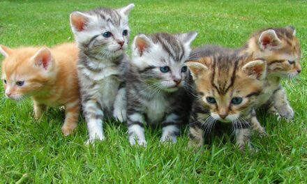 Katzenschutzordnung für mehr Tierschutz