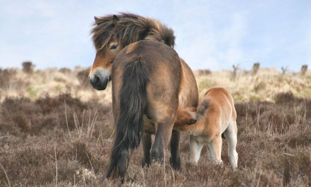 Seltenes Exmoor-Pony benötigt Hilfe