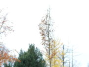 Flaumeiche im europäischen Geiste