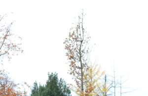 Flaumeiche im europäischen Geiste