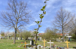 Letzte Ruhestätte im Friedwingert? Neue Bestattungsform für die Weinbau-Gemeinde Ebersheim