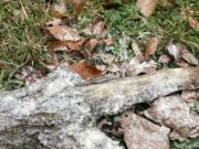 Giftköder in den Straßen von Laubenheim