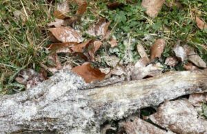 Giftköder in den Straßen von Laubenheim