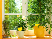 Natürlicher Pflanzenschutz auf der Fensterbank