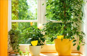 Natürlicher Pflanzenschutz  auf der Fensterbank