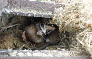 Hattersheim: Naturschützer reinigen am 25. Februar ihre Nistkästen