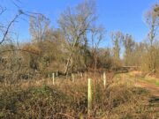 Aktion „SCHENK ́ MIR EINEN BAUM!“ abgeschlossen Umwelt weitere 35 Bäume gesetzt