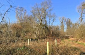 Aktion „SCHENK ́ MIR EINEN BAUM!“ abgeschlossen Umwelt weitere 35 Bäume gesetzt