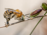 „Balkongäste zum Verlieben und wie man sie anlockt“ VORTRAG Veranstaltung am 16. Februar 2023 um 19 Uhr in Oppenheim