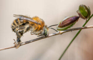 „Balkongäste zum Verlieben und wie man sie anlockt“ VORTRAG Veranstaltung am 16. Februar 2023 um 19 Uhr in Oppenheim