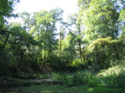 Wieder Pappelfällungen im Oppenheimer Wäldchen UMWELT Auwald soll entstehen