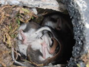 Okriftel: BUND reinigt 60 Meisenkästen Ungemütliche Arbeitsbedingungen