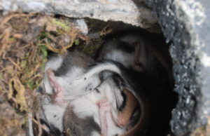 Okriftel: BUND reinigt 60 Meisenkästen Ungemütliche Arbeitsbedingungen