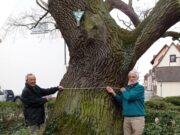 Hattersheimer Eiche 376 Jahre alt?