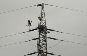 Weilbach: Storchen-Brutversuch auf der katholischen Kirche? Ungewohntes Naturschauspiel in der Weilbacher Ortsmitte