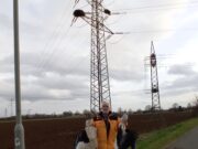 Flörsheimer Umweltschützer trauern um zwei tote Störche Schon wieder zwei Störche durch „Stromtod“