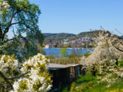 Auf Blütenwegen ins Frühjahr Am Bodensee starten aktive Genießer schwungvoll in die warme Jahreszeit