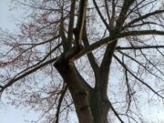 Winterlinde in Alt-Haßloch muss gefällt werden