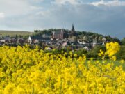 Experimentiervormittag VORSCHAU Eventmeile vom Marktplatz bis zur Weinbaudomäne