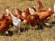 Newcastle Impfung beim Geflügelzüchterverein Bischofsheim