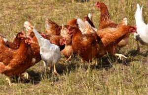 Newcastle Impfung beim Geflügelzüchterverein Bischofsheim