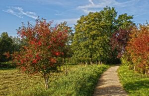 Arbeiten an Spazierwegen