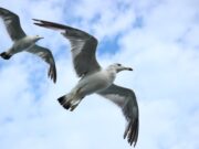 Kreis erlässt Allgemeinverfügung zum Schutz vor Vogelgrippe Ausbruch der aviären Influenza