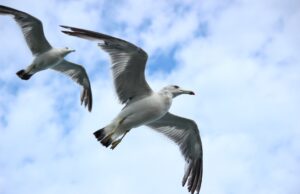 Kreis erlässt Allgemeinverfügung zum Schutz vor Vogelgrippe Ausbruch der aviären Influenza