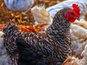 Am Vatertag zum Frühlingsfest der Geflügelzüchter Bischofsheim