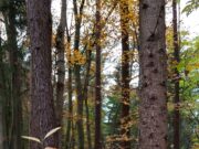 Unfallkommission warnt vor Gefahrenstellen: Zahl der Wildunfälle steigt