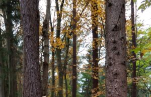 Unfallkommission warnt vor Gefahrenstellen: Zahl der Wildunfälle steigt