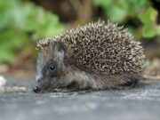 Flörsheimer Bürgerstiftung fördert Igel-Projekt in Bad Weilbach