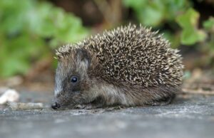 Flörsheimer Bürgerstiftung fördert Igel-Projekt in Bad Weilbach
