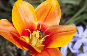 Blumenzwiebeln können Bienen und Insekten retten