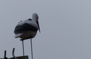 BUND-Storchenjahr 2023 mit Freud und Leid Wiederansiedlung von Störchen vor 25 Jahren in Flörsheim