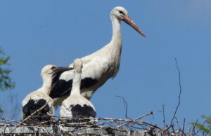 BUND Flörsheim beringt seine Jungstörche