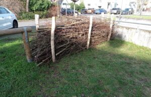 Label StadtGrün naturnah – Viele Maßnahmen für mehr Biodiversität umgesetzt