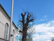 Zwei Baumfällungen an der Frankfurter Straße