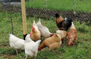 Einladung zum 1. Hühner-und Geflügelstammtisch des GZV Bischofsheim