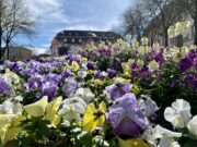 Frühjahrsflor für die Mainzer